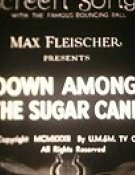 Dans les champs de Canne à Sucre