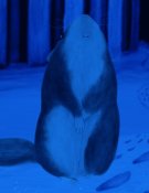 Des pas dans la neige