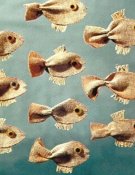 Le poisson Arc-en-ciel