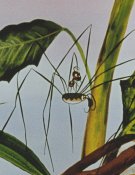 Le Voyage de la fourmi