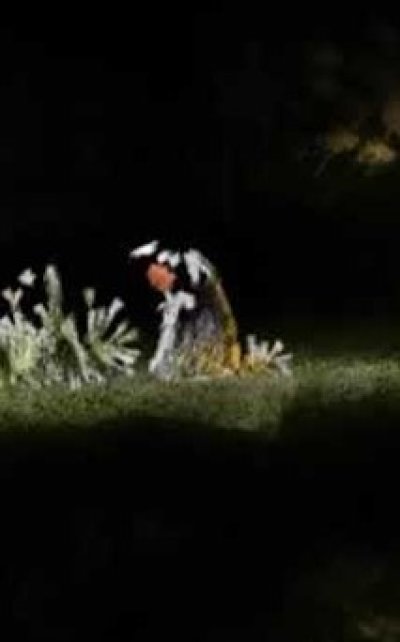 Contes qui tiennent sur une ligne