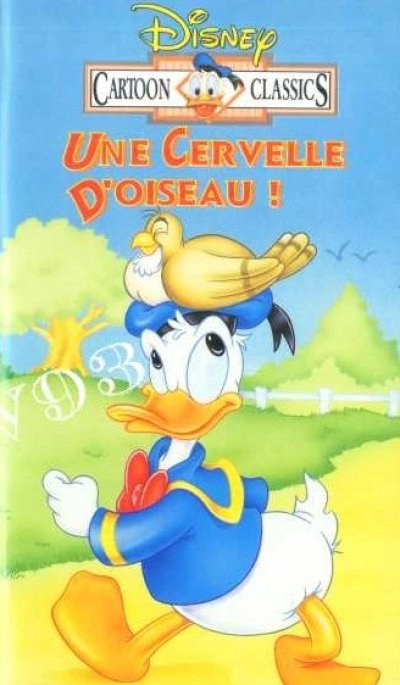 Une cervelle d'oiseau !
