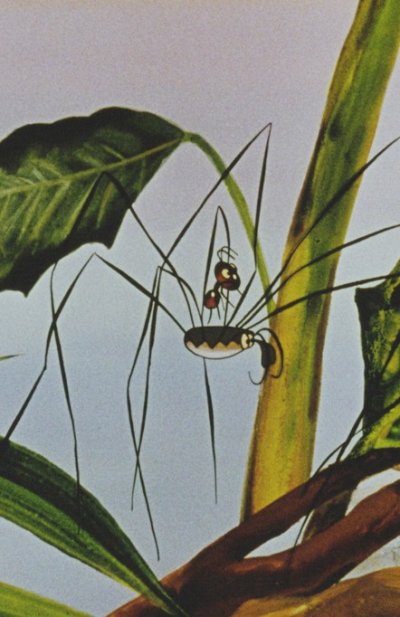 Le Voyage de la fourmi