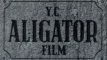 YC Aligator Film